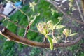 Flowering branch of pear. blooming spring garden. Royalty Free Stock Photo