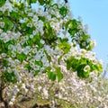 Flowering branch of pear blooming spring garden. Flowers pears c