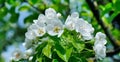 Flowering branch of pear blooming spring garden. Flowers pears c