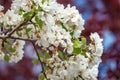 Flowering branch of pear. blooming spring garden