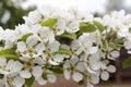 Flowering branch of a pear fruit tree closeup in spring in May.Beautiful floral spring abstract background of nature. Greeting Royalty Free Stock Photo