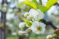 Flowering branch of pear. Pear tree blooms in the spring garden. Flowers close-up. Royalty Free Stock Photo