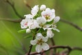 Flowering branch of pear tree Royalty Free Stock Photo