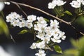 Flowering branch of a pear tree Royalty Free Stock Photo