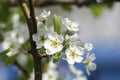 Flowering branch of a pear tree Royalty Free Stock Photo