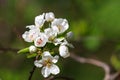 Flowering branch of pear tree Royalty Free Stock Photo