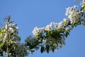 Flowering branch of pear tree with white flowers against blue sky Royalty Free Stock Photo