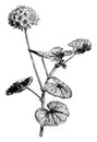 Flowering Branch of Pelargonium Inquinans vintage illustration