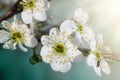 Flowering branch of plum close Royalty Free Stock Photo