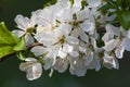 Flowering branch of Prunus domestica Royalty Free Stock Photo