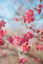 Flowering branch of Prunus mume Beni-chidori Tree