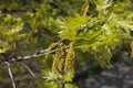 Flowering branch of Quercus rubra in spring