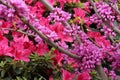 Branches of a Redbud Tree Covered with Pink Flowers Royalty Free Stock Photo