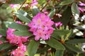 Flowering branch of rhododendron in the spring garden. Pink azalea flower.