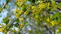 Flowering branch of Ribes aureum Golden currant in the garden