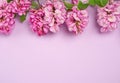 Flowering branch Robinia neomexicana with pink flowers on a purple background