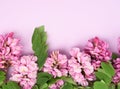 Flowering branch Robinia neomexicana with pink flowers on a purple background