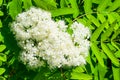 Flowering branch Rowan on a background of green leaves,