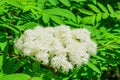 Flowering branch Rowan on a background of green leaves,