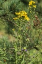 Flowering branch of Saint John`s Wort Royalty Free Stock Photo