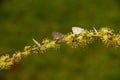 A flowering branch with some small butterflies.