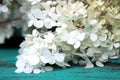 Flowering branch of spirea close-up on a background of turquoise old boards. Summer. Design concept, background for cards, print