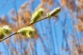 Flowering branch in the spring on the background of reeds. Blooming tree willow near the lake cane. Buds on a tree branch near the Royalty Free Stock Photo