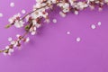 Flowering branch. Spring flowers on a bright lilac background. top view