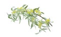 Flowering branch of a tree close-up isolated on white background. Elaeagnus angustifolia