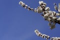 A flowering branch of a tree with white flowers against a blue sky. Royalty Free Stock Photo