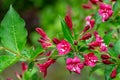 Flowering branch of wet Weigela Bristol Ruby. Selective focus and close-up beautiful bright pink flowers