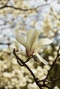 Flowering branch of white magnolia in botanical garden. Big magnolia flower. Natural light. Royalty Free Stock Photo
