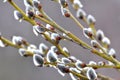 Flowering branch of willow (Salix caprea