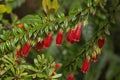 Flowering Agapetes serpens plant Royalty Free Stock Photo