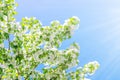 Flowering branches of Apple trees illuminated by the sun against the blue sky Royalty Free Stock Photo