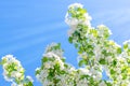 Flowering branches of Apple trees illuminated by the sun against the blue sky Royalty Free Stock Photo