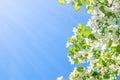 Flowering branches of Apple trees illuminated by the sun against the blue sky Royalty Free Stock Photo