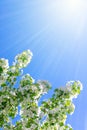 Flowering branches of Apple trees illuminated by the sun against the blue sky Royalty Free Stock Photo