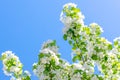 Flowering branches of Apple trees illuminated by the sun against the blue sky Royalty Free Stock Photo