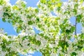 Flowering branches of Apple trees illuminated by the sun against the blue sky Royalty Free Stock Photo