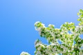 Flowering branches of Apple trees illuminated by the sun against the blue sky Royalty Free Stock Photo