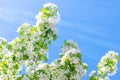 Flowering branches of Apple trees illuminated by the sun against the blue sky Royalty Free Stock Photo