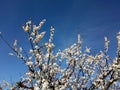 Flowering branches of apricot tree