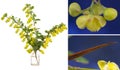 Flowering branches of barberry in a glass vessel with water isolated on white background