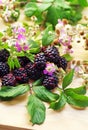Flowering branches of blackberries