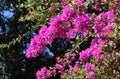 Flowering branches of bougainvillea