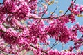 Flowering branches of Cercis also known as the Judas Tree against blue sky on a sunny spring day. Purple flowers of an eastern