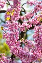 Branches of a flowering Judas tree with many dark pink flowers in backlit sunlight against a blurred backdrop of a garden Royalty Free Stock Photo