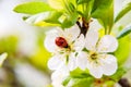 Flowering branches of cherries on a colored blurred background with a ladybug on a flower.