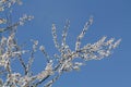 Flowering branches of cherry plum Prunus cerasifera with white flowers against blue sky Royalty Free Stock Photo